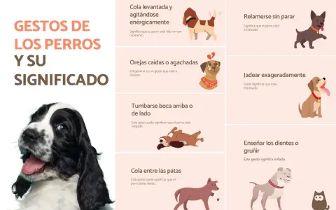 Descubre los 50 gestos de los perros y su significado. Aprende a interpretar el lenguaje corporal canino, desde la cola levantada hasta las orejas caídas.