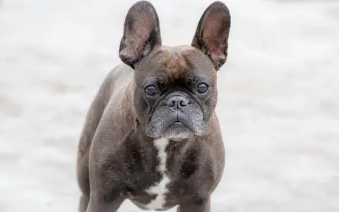 Un adorable bulldog francés con orejas grandes y expresivas mira fijamente.