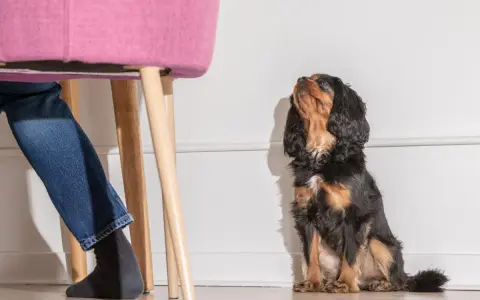 Un perro Cavalier King Charles Spaniel mira hacia arriba, esperando. Mi perro me sigue a todos lados, incluso cuando me siento en una silla rosa.