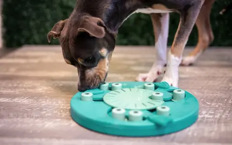 Perro concentrado olfateando un juguete interactivo, ideal para juegos de olfato para perros.