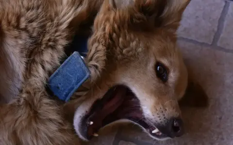 Un perro marrón con collar azul bosteza, mostrando sus dientes. Vivir con un perro reactivo a veces es así de intenso.