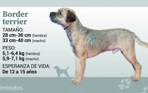Un border terrier de pie, con información sobre su tamaño, peso y esperanza de vida.