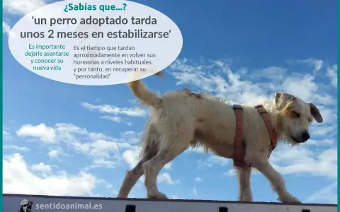 Un perro adoptado necesita tiempo para adaptarse. Paciencia y amor son clave para su recuperación.