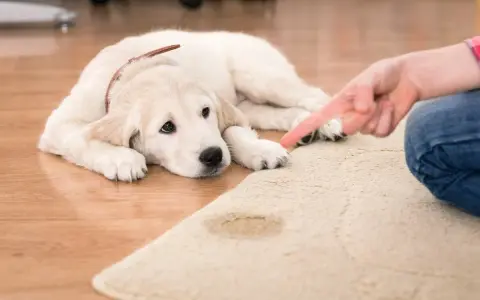Cachorro triste mira dedo señalando mancha. Lección sobre como enseñar a un cachorro a no mearse en casa.