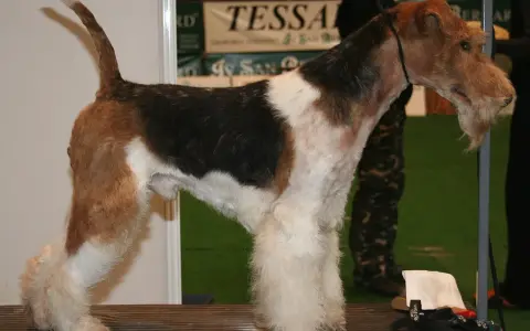 Fox terrier tricolor, con barba y patas peludas, posa en una mesa de exposición.
