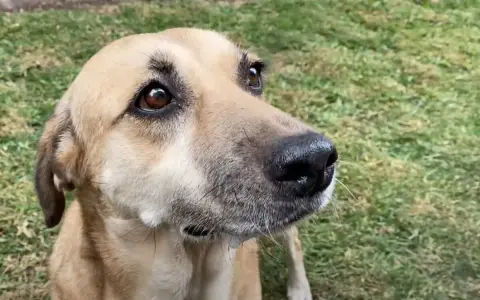 Perro con mirada curiosa en el jardín. ¿Cuánto tarda un perro en adaptarse a un nuevo dueño?