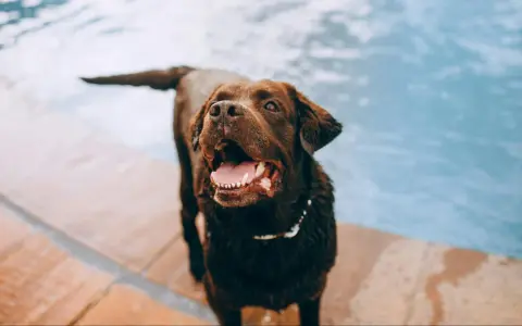 Perro marrón feliz junto a la piscina, jadeando. Una forma divertida de cómo cansar mentalmente a un perro es con juegos acuáticos.