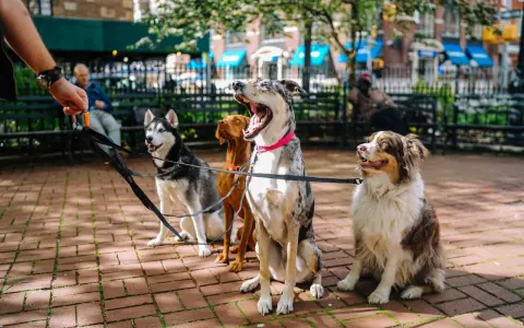 Cuatro perros sentados en fila, esperando pacientemente. Un perro obediente, un husky, un vizsla y un pastor australiano.