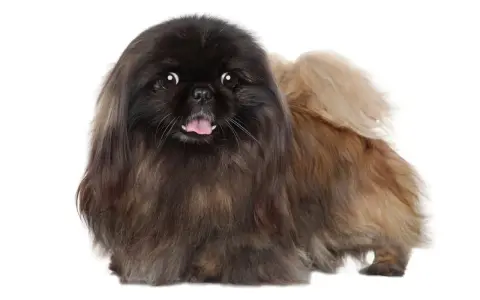 Un adorable perro pekinés con pelaje largo y oscuro, con la lengua fuera y ojos curiosos, posa sobre fondo blanco.