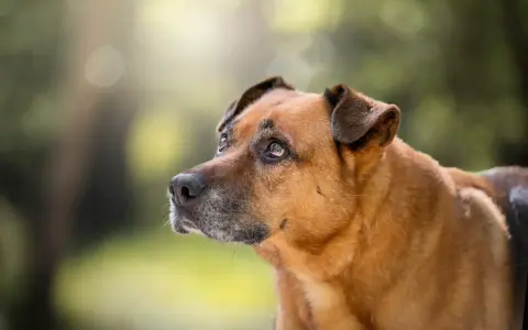 Perro mestizo de pelaje marrón y ojos tristes, parece que mi perro no quiere salir de casa hoy.