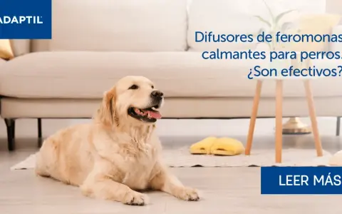 Golden retriever tranquilo en casa. Difusores de feromonas para perros calman la ansiedad.