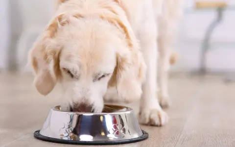 Perro golden retriever comiendo de un cuenco, ideal para una dieta casera para perros con diabetes.