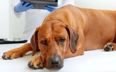 Un perro grande y marrón yace en una camilla veterinaria, con la cabeza apoyada en sus patas. Un veterinario con guantes azules revisa un portapapeles. La imagen evoca la tristeza de cómo muere un perro con insuficiencia renal.