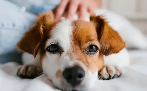 Primer plano de un perro con pelaje blanco y marrón, con una mano acariciando su cabeza. A veces, mi perro no me saluda cuando llego a casa.