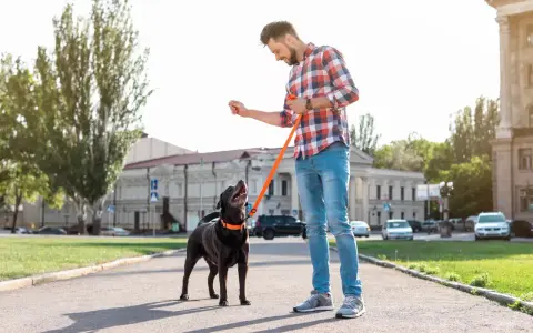 Hombre con perro negro, entrenando con correa naranja. El perro mira expectante, quizás porque mi perro tira de la correa y busca recompensa.