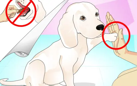 Un perro blanco da la pata a una mano. Aprende como enseñar trucos a un perro sin usar golosinas.
