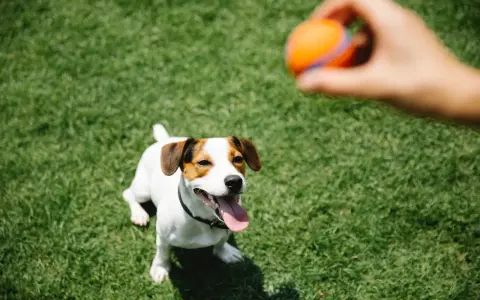 Un perro Jack Russell mira atentamente una pelota naranja que una mano está a punto de lanzar. ¡Perfecto para empezar a enseñar a un perro a traer la pelota!