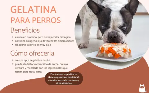 Un bulldog francés mira con curiosidad una gelatina con trozos de pollo y zanahoria. Los perros pueden comer gelatina, es buena para sus articulaciones.