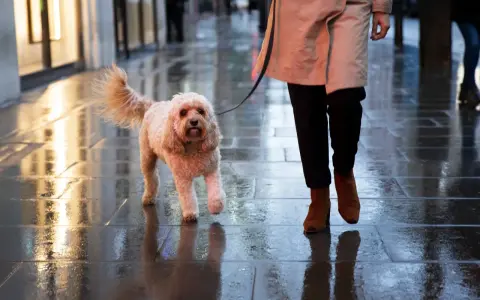 Perro peludo camina mojado en la calle, parece que mi perro no quiere salir a la calle hoy.