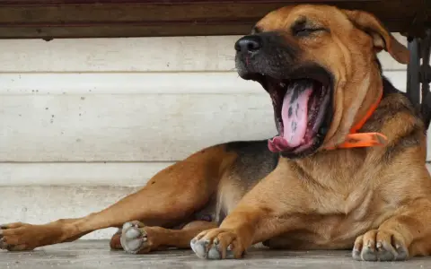 Mi perro bosteza cuando lo acaricio, mostrando su gran boca y lengua rosada.