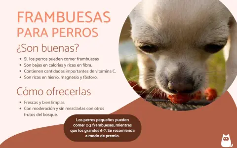 Un perro chihuahua disfruta de frambuesas, demostrando que los perros pueden comer frambuesas como un premio saludable.
