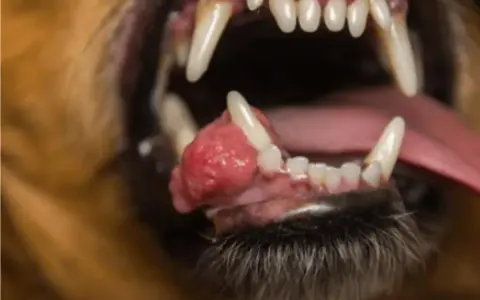 Boca abierta de un perro mostrando un epulis, una masa rosada y abultada en la encía inferior, cerca de los dientes.