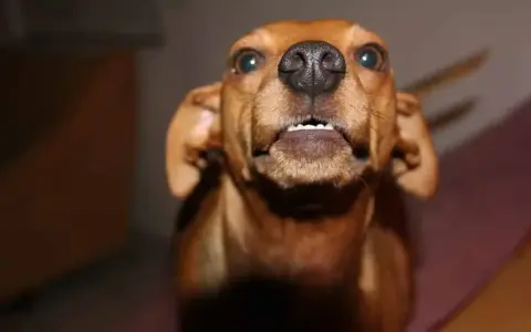 Mi perro le gruñe al nuevo cachorro, mostrando sus dientes.