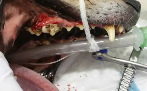 Boca de perro con encías inflamadas y dientes sucios, indicativo de mal aliento en perros. Se observa equipo veterinario.