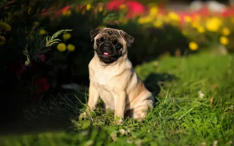 Un adorable perro pug sentado en la hierba, con flores borrosas de colores brillantes detrás.