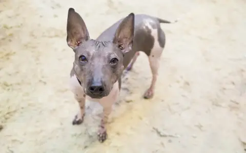 Un curioso perro sin pelo con grandes orejas mira fijamente a la cámara.