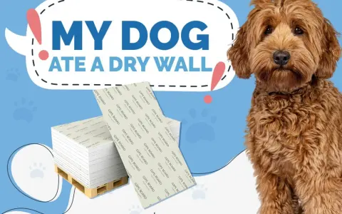 Perro adorable mira a la cámara. Detrás, un letrero dice "Mi perro se comió una pared de yeso". Hay pilas de paneles de yeso. ¿Cómo hacer que mi perro deje de comerse la pared?