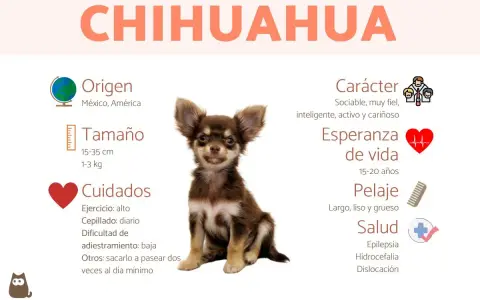 Un adorable chihuahua perro, con información sobre su origen, tamaño, cuidados, carácter, esperanza de vida, pelaje y salud.