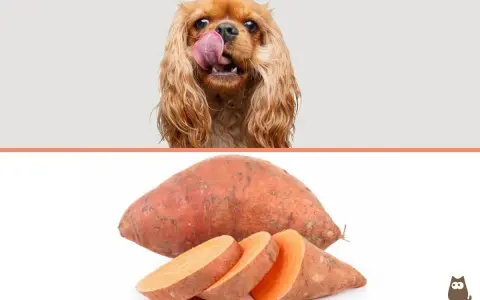 Un perro con la lengua fuera mira un boniato entero y cortado. ¡Los perros pueden comer boniato!
