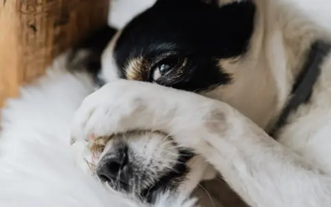 Mi perro llora porque quiere dormir conmigo. Su patita cubre su ojo, como si pidiera permiso para acurrucarse.