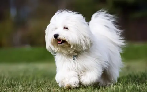 Un adorable coton de tulear corre feliz por el césped, con su pelaje blanco ondeando al viento.