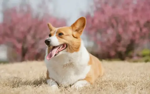 Corgi con lengua afuera, relajado en la hierba. Sus orejas erguidas y mirada atenta, sin gestos de un perro dominante.