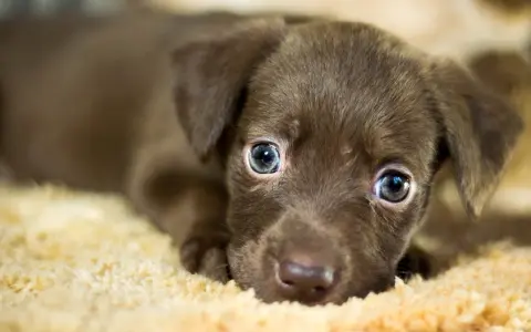 Adorable cachorro marrón con ojos azules, quizás con un soplo en el corazón, descansa sobre una manta suave.