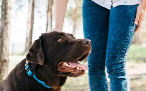 Un perro marrón con collar azul mira hacia arriba mientras una persona le acaricia la cabeza. Parece que mi perro no acepta al nuevo cachorro.