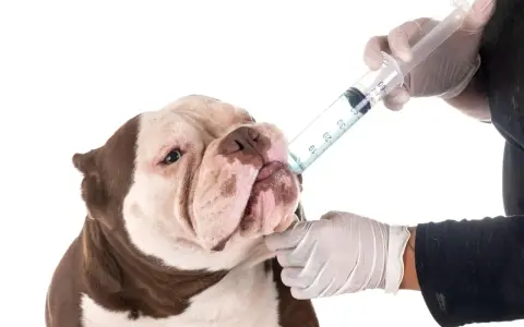 Un perro recibe medicina de una jeringa. Saber cada cuanto se desparasita a un perro es clave para su salud.