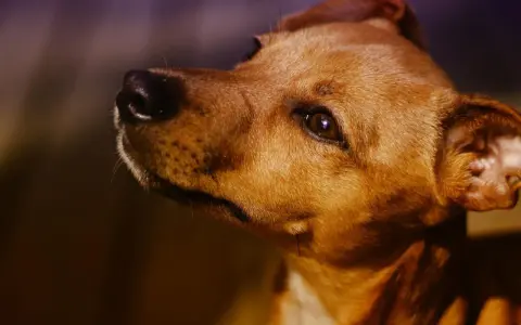 Mi perro me mira fijamente y llora, con sus ojos tristes y su hocico húmedo.
