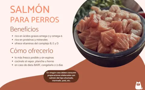 Un tazón lleno de trozos de salmón fresco y camarones. Los perros pueden comer salmón, es rico en nutrientes.
