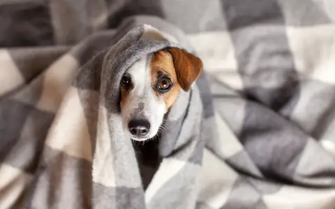 Un perro constipado se acurruca bajo una manta a cuadros, con los ojos tristes y la nariz húmeda.