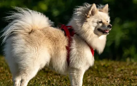 Un adorable spitz alemán de pelaje blanco y esponjoso, con un arnés rojo, disfruta del sol en un campo verde.