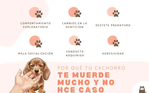 Un cachorro te muerde mucho y no hace caso. Explora las razones: comportamiento, dentición, destete, socialización, conducta o agresividad.