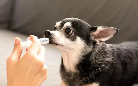 Chihuahua recibiendo líquido de una jeringa, posiblemente para tratar hipoglucemia en perros.