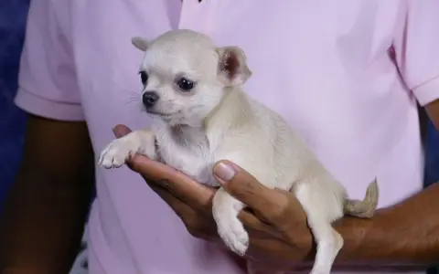 Un adorable cachorro chihuahua, ideal para quienes buscan perros que no sueltan pelo, descansa en una mano.