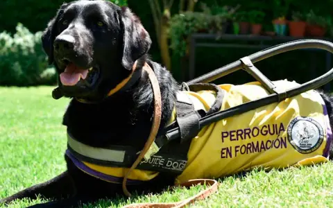Perro guía negro con chaleco amarillo "Perroguía en Formación". Aprender su nombre es el primer paso, y cuanto tarda un perro en aprender su nombre varía.