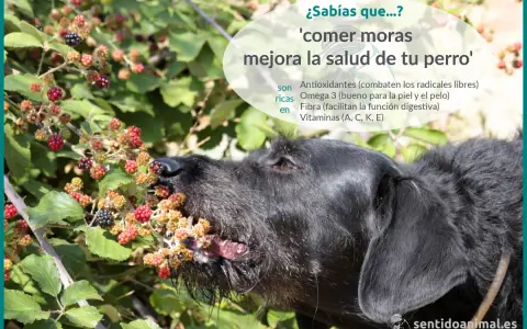 Un perro negro disfruta de moras silvestres. Comer moras mejora la salud de tu perro, aportando antioxidantes, Omega 3, fibra y vitaminas.