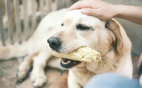Mi perro me da mordisquitos mientras mastica una mazorca de maíz. Su cabeza es acariciada por una mano.