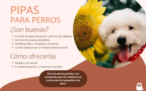 Un perro blanco feliz junto a un girasol. El texto indica que los perros pueden comer pipas de calabaza, que son saludables y beneficiosas.